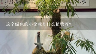 这个绿色的小盆栽是什么植物呀?