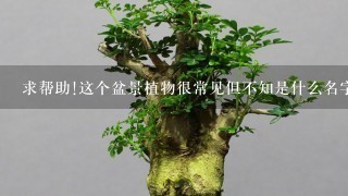 求帮助!这个盆景植物很常见但不知是什么名字，求解答!!