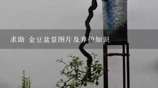 求助 金豆盆景图片及养护知识