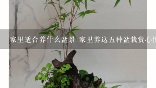 家里适合养什么盆景 家里养这5种盆栽赏心悦目又大