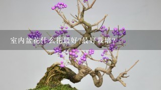 室内盆花什么花最好?最好栽培?