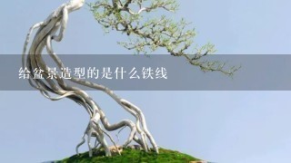 给盆景造型的是什么铁线