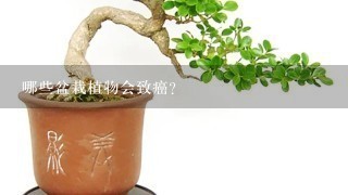 哪些盆栽植物会致癌？