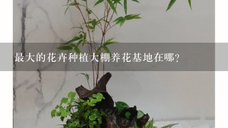 最大的花卉种植大棚养花基地在哪？