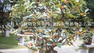 金枝玉叶植物会开花吗 金枝玉叶植物怎么养