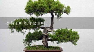 金枝玉叶能作盆景吗？