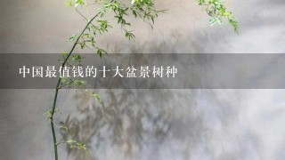 中国最值钱的十大盆景树种