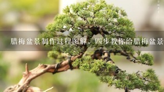 腊梅盆景制作过程图解，4步教你给腊梅盆景修剪造型