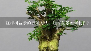 红梅树盆景的养殖方法，红梅盆景如何制作？