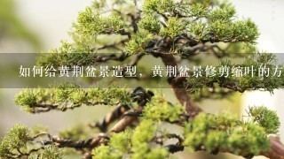 如何给黄荆盆景造型，黄荆盆景修剪缩叶的方法有哪些？