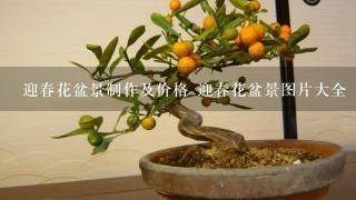 迎春花盆景制作及价格 迎春花盆景图片大全