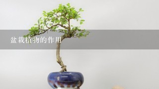 盆栽植物的作用