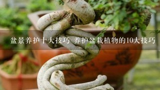 盆景养护十大技巧 养护盆栽植物的10大技巧