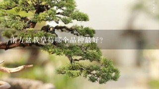 南方盆栽草莓哪个品种最好？