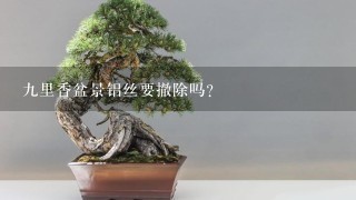 9里香盆景铝丝要撤除吗？