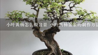 小叶黄杨怎么做盆景 小叶黄杨盆景的制作方法和注意