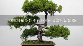 下列哪种植物最不宜种室内盆栽和盆景树( )