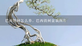 巴西铁树怎么养，巴西铁树盆栽图片