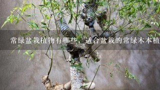 常绿盆栽植物有哪些，适合盆栽的常绿木本植物有哪些 介绍4个易养又