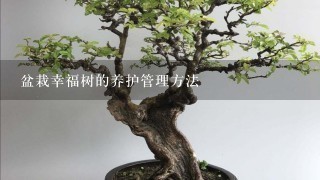 盆栽幸福树的养护管理方法