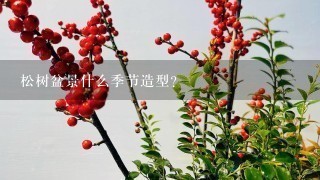 松树盆景什么季节造型？