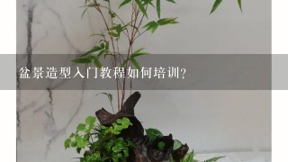 盆景造型入门教程如何培训？