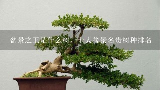 盆景之王是什么树，十大盆景名贵树种排名