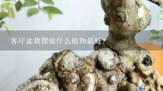 客厅盆栽摆放什么植物最好？