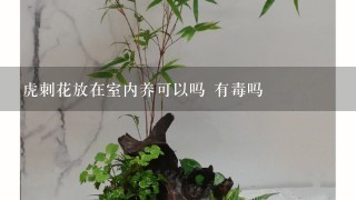 虎刺花放在室内养可以吗 有毒吗