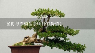 雀梅与赤楠盆景哪种有价值?