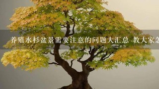 养殖水杉盆景需要注意的问题大汇总 教大家怎样养好水杉