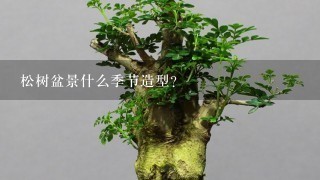 松树盆景什么季节造型？