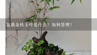 盆栽金枝玉叶是什么？如何管理？