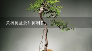 黄杨树盆景如何制作？