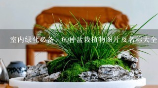 室内绿化必备，60种盆栽植物图片及名称大全