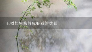 玉树如何修剪成好看的盆景