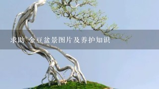 求助 金豆盆景图片及养护知识