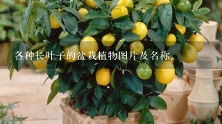 各种长叶子的盆栽植物图片及名称。