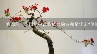 我想问1下图片中盆栽植物的名称是什么?他的养育方法，注意事项又是那些呢?万分感谢