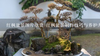 红枫盆景图片欣赏 红枫盆景制作技巧与养护方法