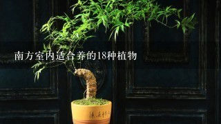 南方室内适合养的18种植物