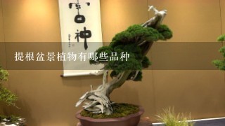 提根盆景植物有哪些品种