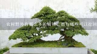 农村野外有那么多的植物，都有哪些可以挖回来当作花