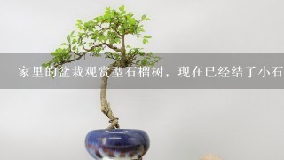 家里的盆栽观赏型石榴树，现在已经结了小石榴，78月份的时候，我挪动花盆的时候发现绿色的叶子刷刷往下