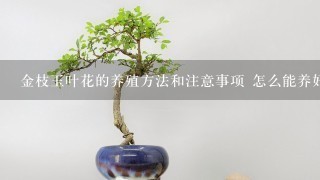 金枝玉叶花的养殖方法和注意事项 怎么能养好金枝玉