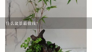 什么盆景最值钱？