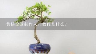 黄杨盆景制作入门教程是什么？