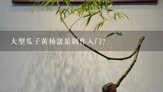 大型瓜子黄杨盆景制作入门？