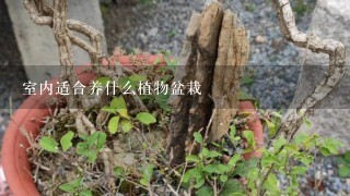 室内适合养什么植物盆栽