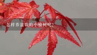 怎样养盆栽的小榆树呢?